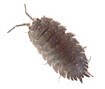 Pill Bug